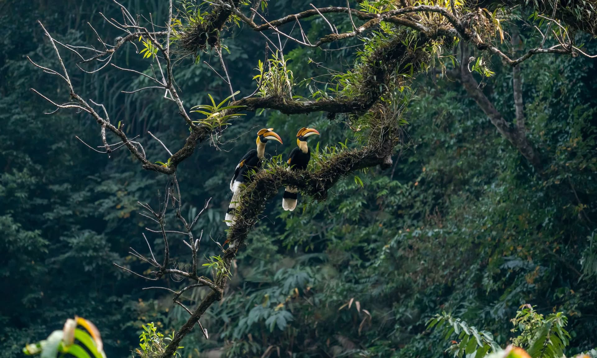 Phrumsengla National Park Golden Langur & Hornbill Trek