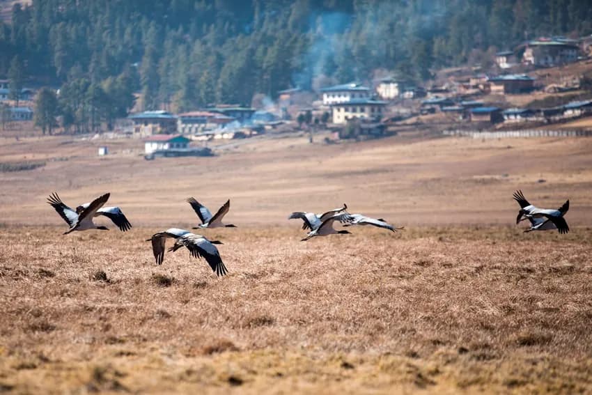 Into the Valley of Cranes – Sacred Farmlands & Gangtey