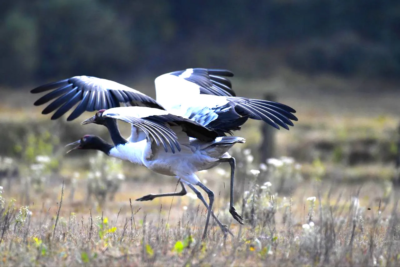 Bomdeling Wetlands Black-Necked Crane Winter Watch