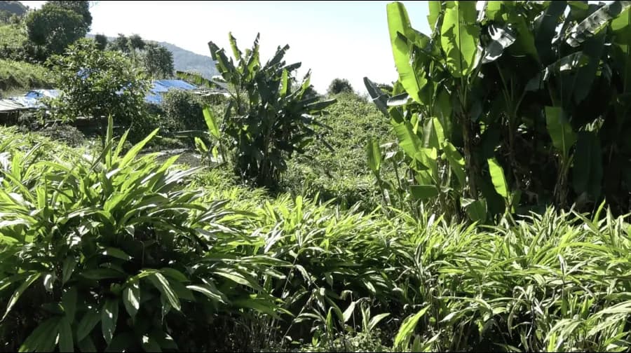 Tsirang Cardamom Forest-Garden Farm Walk