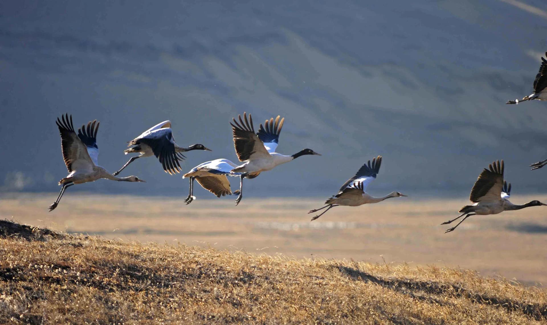 Phobjikha Valley Black-Necked Crane Morning Walk